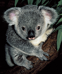 Koalla