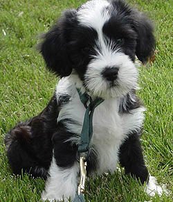 norman_tibetan03.jpg_w450