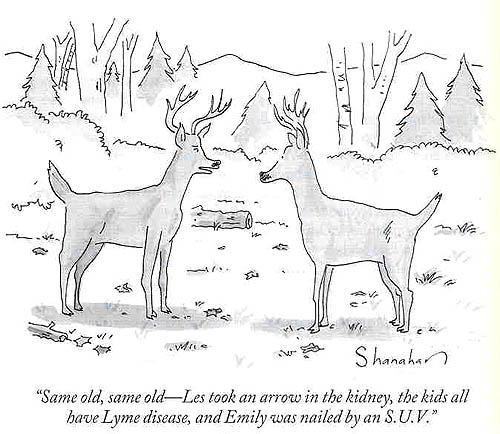 Deer