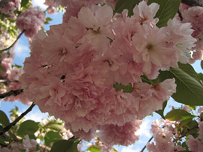 Cherry2