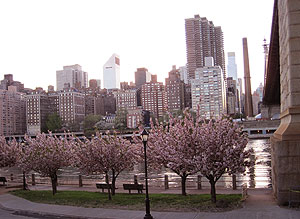 cherryblossom1