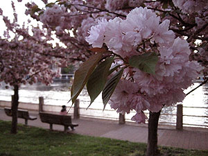 cherryblossom2