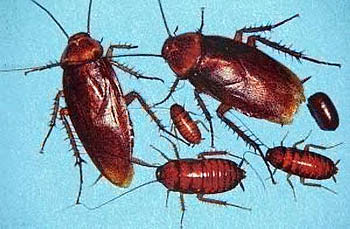 cockroach