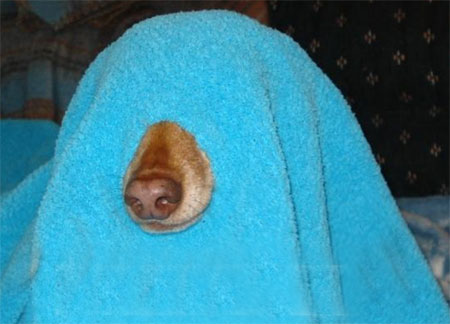 SeeingEyeDog