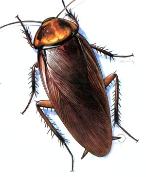 cockroach2