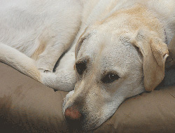 WinnieDogsmall