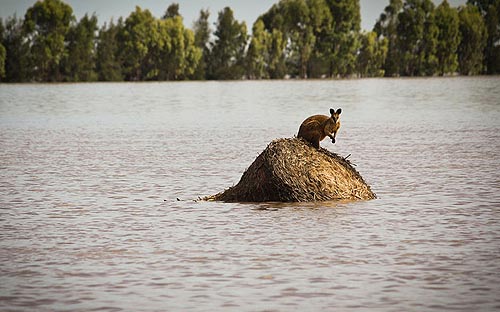 Wallaby