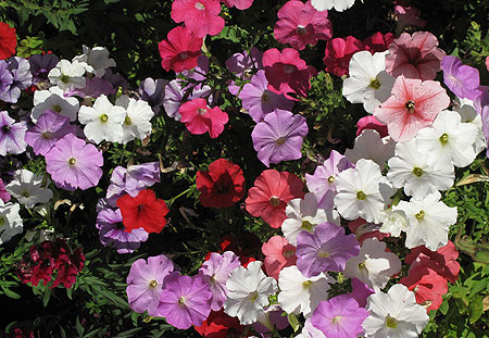 Flowers10
