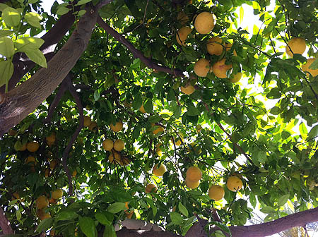 Grapefruit