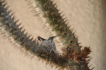 Humingbird