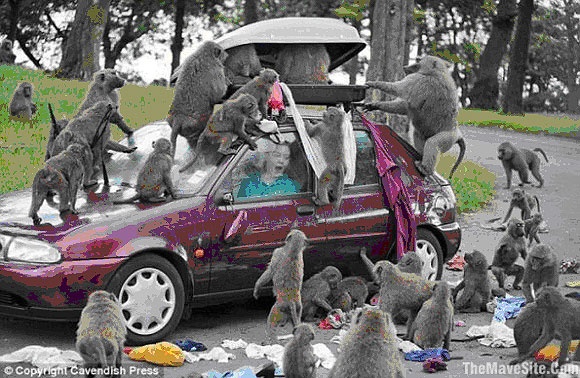 Babboons