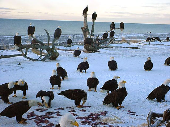 BalldEagles