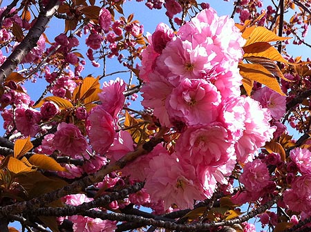 CherryBlossom10