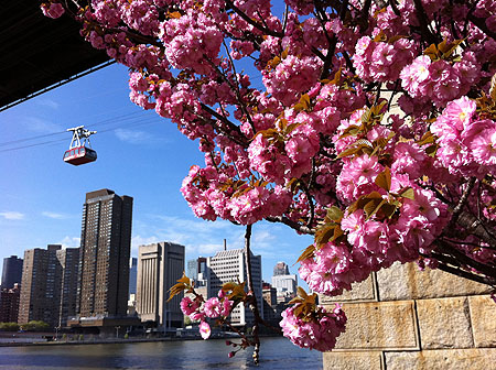 CherryBlossom11