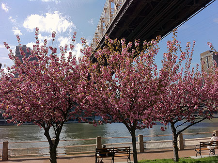 CherryBlossom12