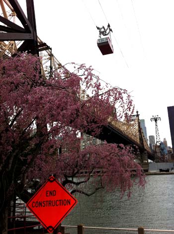 CherryBlossons