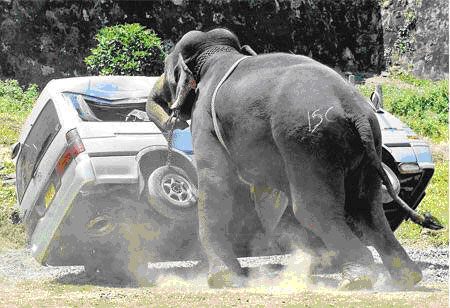 ElephantBump