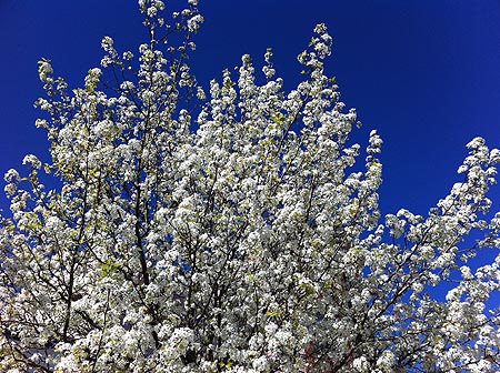 BradfordPearFlowers2