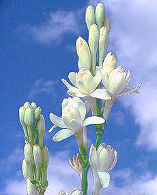 Tuberose
