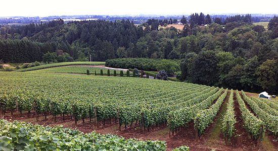 Wineyard