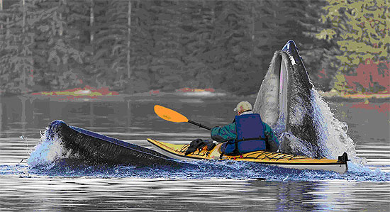 WhaleinDentist