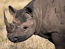 BlackRhino