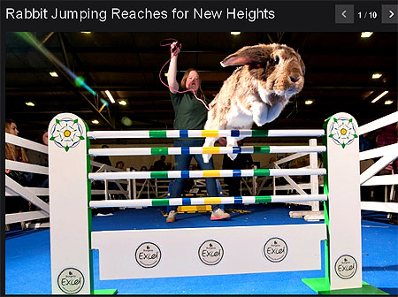 rabbitjumping