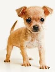 Chichuahua.jjpg