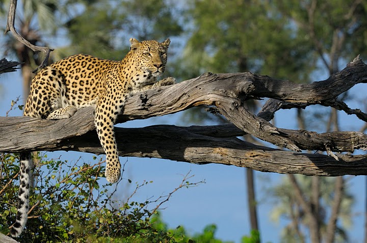 Leopard in tree