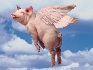 pig3