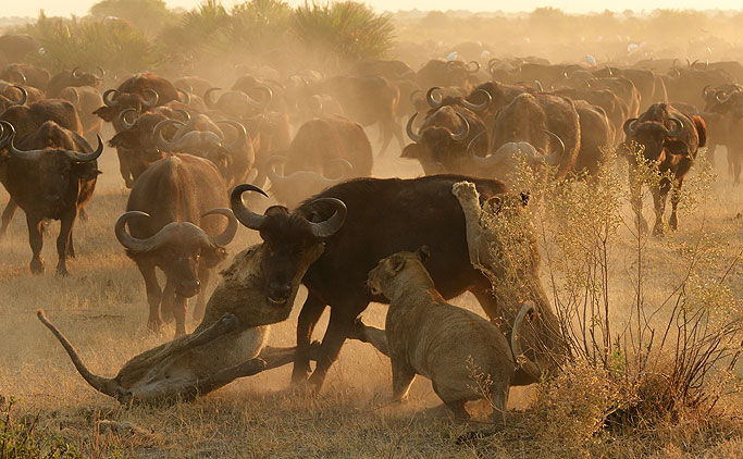 Lion-Kill-at-Duba-Id