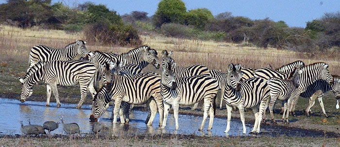 Zebras-Drinking
