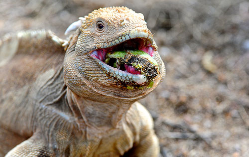 LandIguana