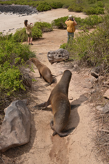 Sealions