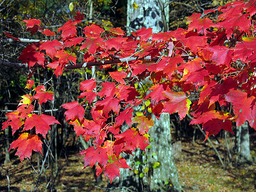 FallColors