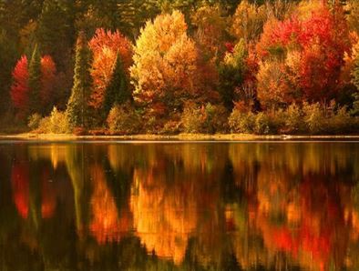 FallLeaves