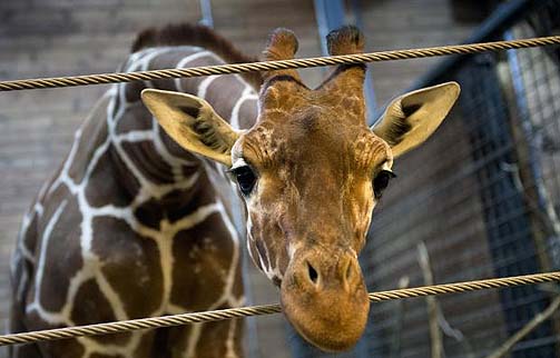 Giraffe
