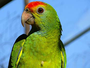 Red-browed_Amazon_parrot