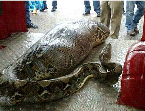 Python