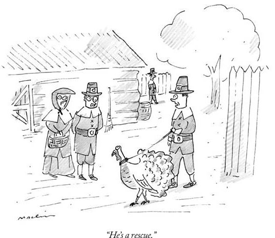RescueTurkey