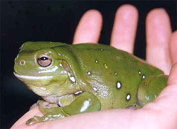Frog