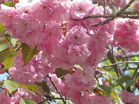 cherryblossoms