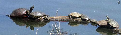 turtles