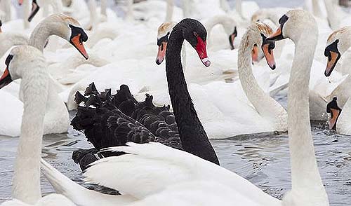 BlackSwan