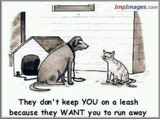 SmartDog