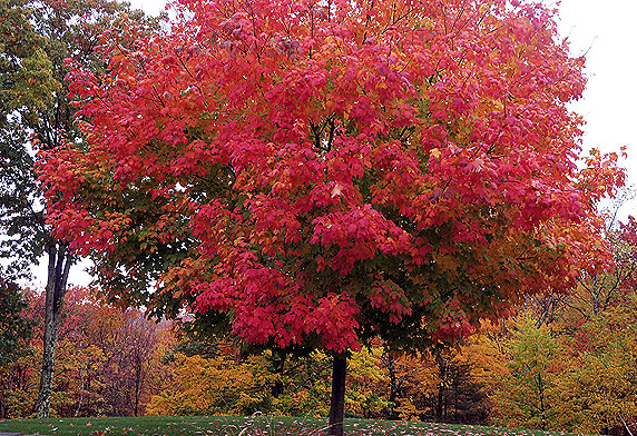 falltree2