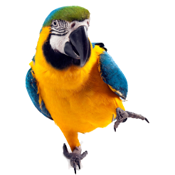 parrot