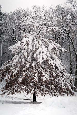snowtree