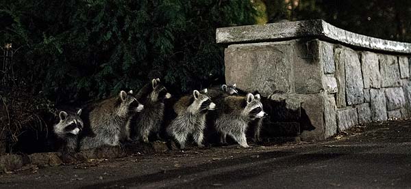 raccoonsincentralpark