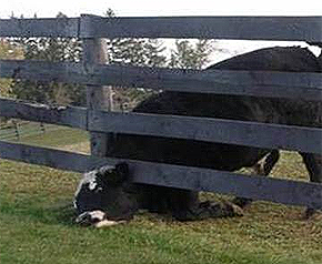 cowinfence1
